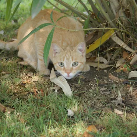 Mustafa Bed and breakfast Montefalco
