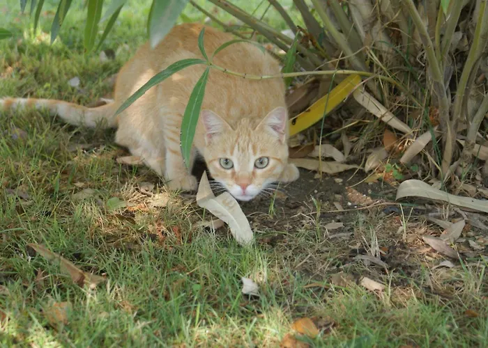 Mustafa Panzió Montefalco